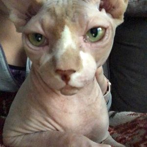 Meet your Posher, Sheldon